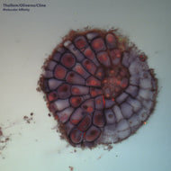 THOLLEM / OLIVEROS / CLINE: MOLECULAR AFFINITY (LP)